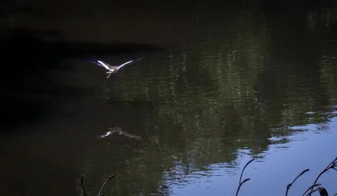 Flying bird view from back reflection on the water Stock Photos