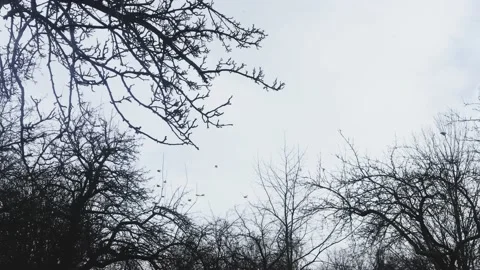 Flying birds and early spring nature in park Stock Footage 150592403