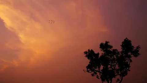 Flying birds around tree with colourfull sky. Stock Footage 271204065