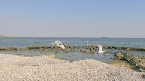 Flying into birds on the beach causing chaos Stock Footage 78091680