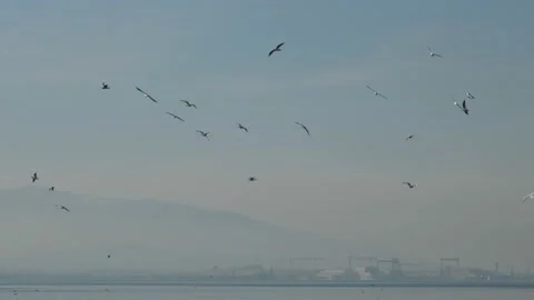 Flying birds, birds fly in flocks in the sky, seagulls Stock Footage