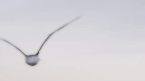 Flying birds in blurred background. Concept: The seagull flies off  Stock Footage 155551504