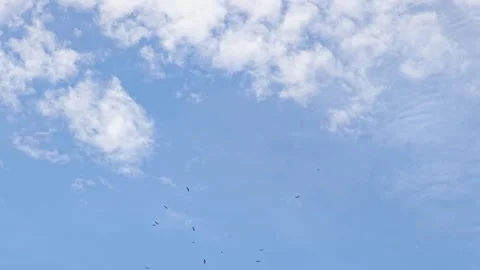 Flying birds with bright clouds in blue sky. Stock Footage 341958325
