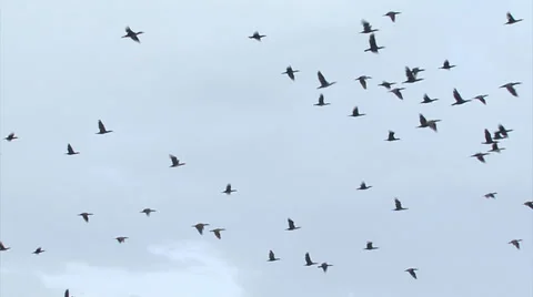 Flying birds cormorants. Stock Footage 33528048