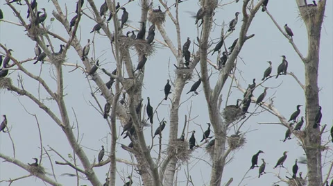 Flying birds cormorants. Stock Footage 33528146