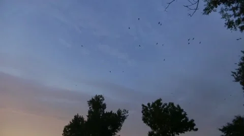 Flying birds at dusk Stock Footage 60115075