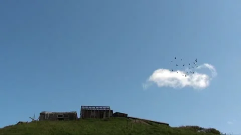 Flying birds flock Stock Footage 10954553