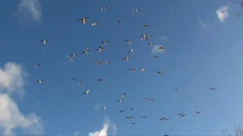 Flying birds Stock Footage 911297
