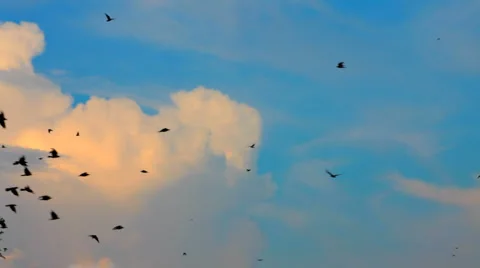Flying birds Stock Footage 1465393
