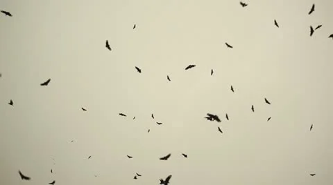 Flying birds. Stockbeeldmateriaal 15134750