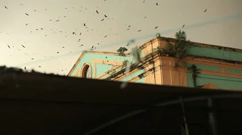 Flying birds. Stockbeeldmateriaal 15143074