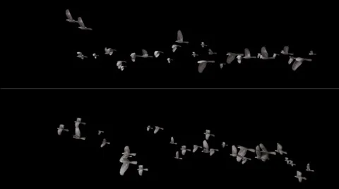 Flying birds Stock Footage 38419880