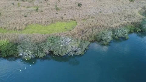 Flying  Birds 動画素材 78421715