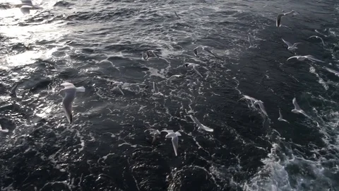 Flying birds Video stock 88323211