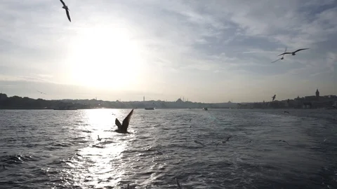 Flying birds Video stock 88323291