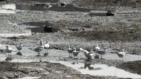 Flying birds Stock Footage 133399552