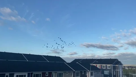 Flying Birds Stock Footage 142781255