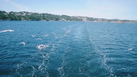 Flying birds Stock Footage 220501173