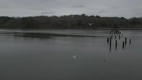 Flying with birds Stock Footage 237991355