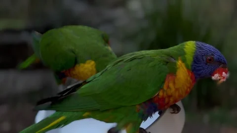 Flying birds Stock Footage 269494902
