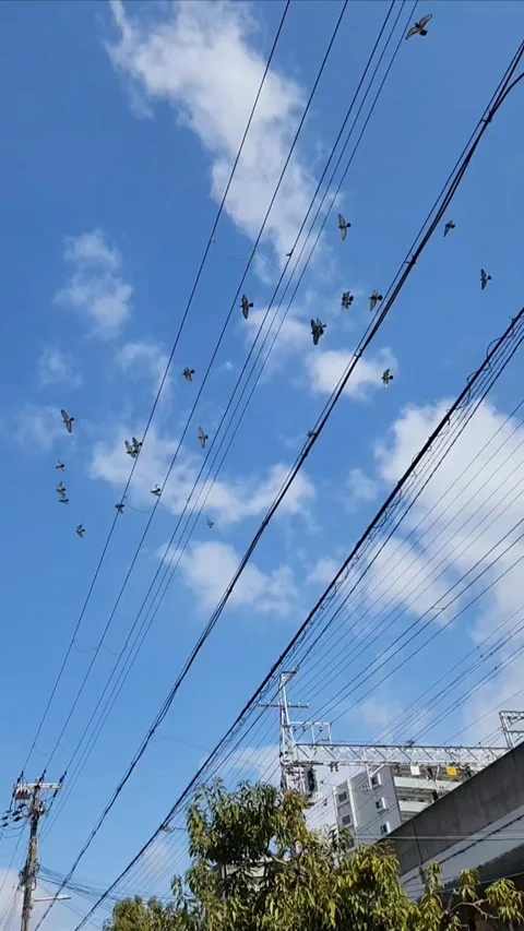 Flying birds Stock-Footage 306057131