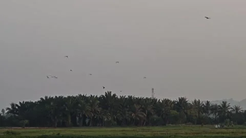 Flying birds Stock Footage 316734785