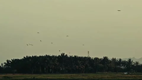 Flying birds Stock Footage 316734800