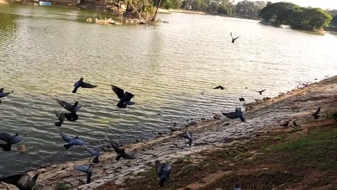 Flying Birds In a garden Stock Footage 129366391