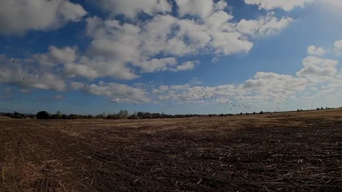 Flying birds migrating Stock Footage 148513885