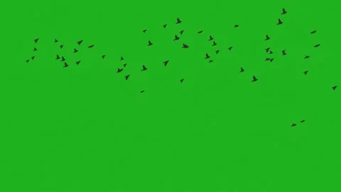Flying birds motion graphics with green screen background Stock Footage 158940351