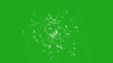 Flying birds motion graphics with green screen background Stock Footage 257786763