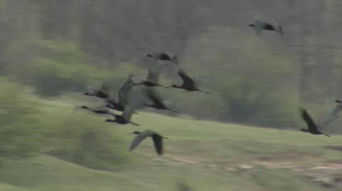 Flying birds over a lake Stock Footage 36174745
