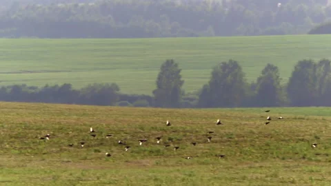 Flying birds over the meadow - tracking camera Stock Footage 100486455