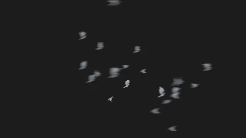 Flying Birds Pack Stock Footage 102438864
