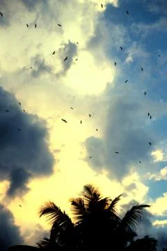 Flying birds Stock Photos
