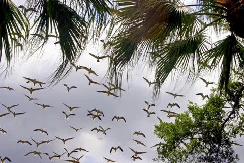 Flying birds Stock Photos