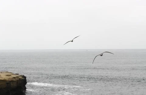 Flying Birds Stock Photos
