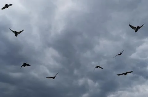 Flying Birds Foto stock