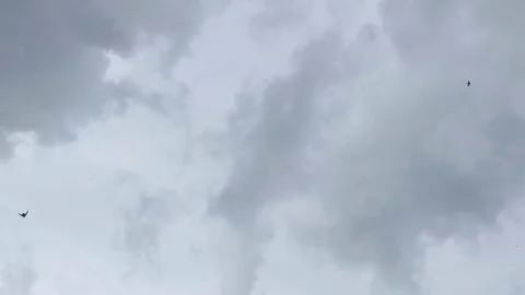 Flying birds on rain clouds for liberally.4k video Stock Footage 80894451