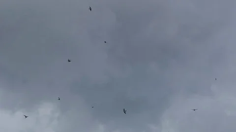 Flying birds on rain clouds for liberally.4k video Stock Footage 80896884