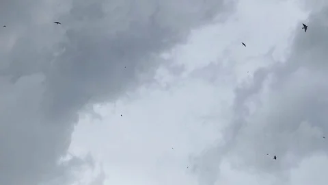 Flying birds on rain clouds for liberally.HD Slow Motion video Stock Footage 80894982
