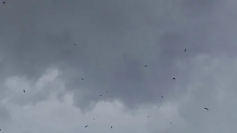 Flying birds on rain clouds for liberally.HD Slow Motion video Stock Footage 80896766