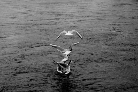 Flying birds seagulls Stock Photos