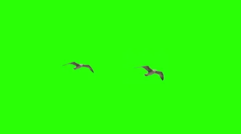 Flying Birds Seaguls on Chroma key Stock Footage