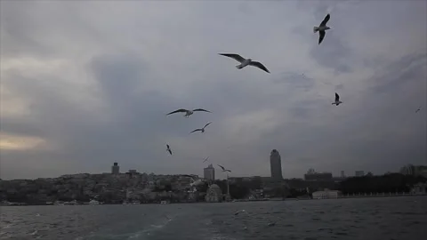 Flying birds in the sky Stock Footage 148931796
