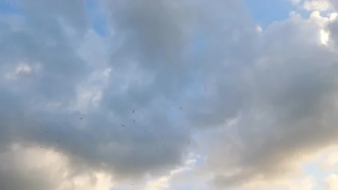 Flying birds in the sky 動画素材 165291774