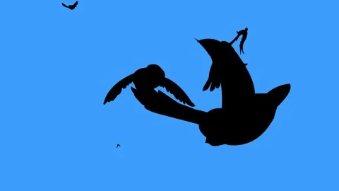 Flying birds in the sky Stock Footage 242742329