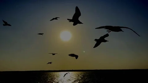 Flying birds in the sunset sky video Stock Footage