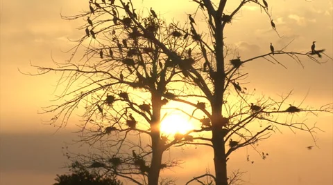 Flying birds through amazing sunset, sunrise. Stock Footage 33527672
