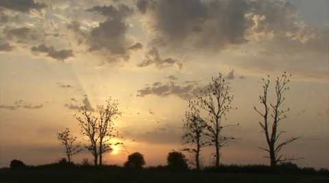 Flying birds through amazing sunset, sunrise. Stock-Footage 33527824